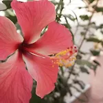 El Rincon De La Escandon