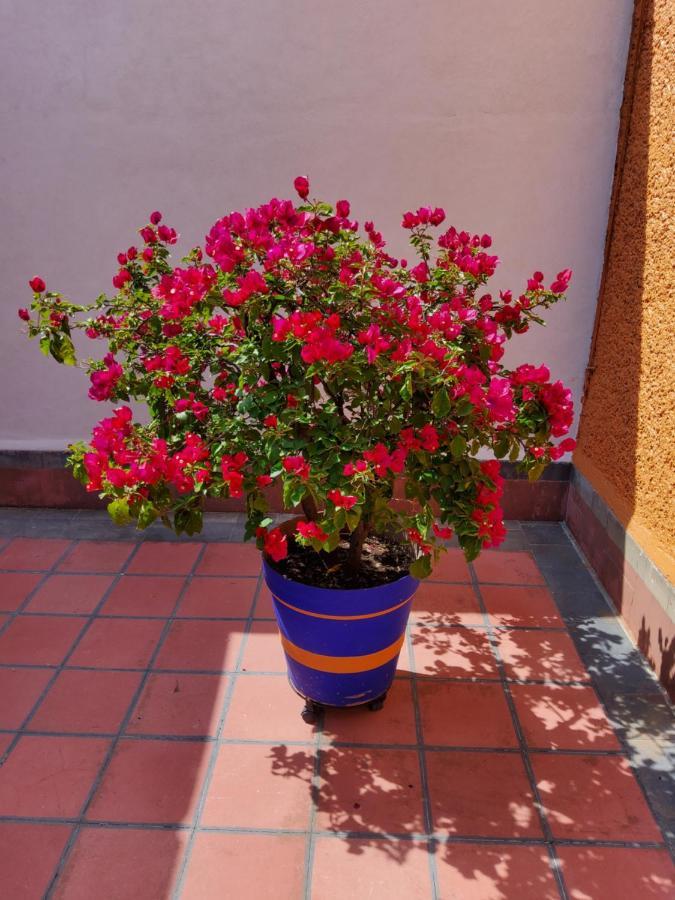 Bed & Breakfast Alfonsina
