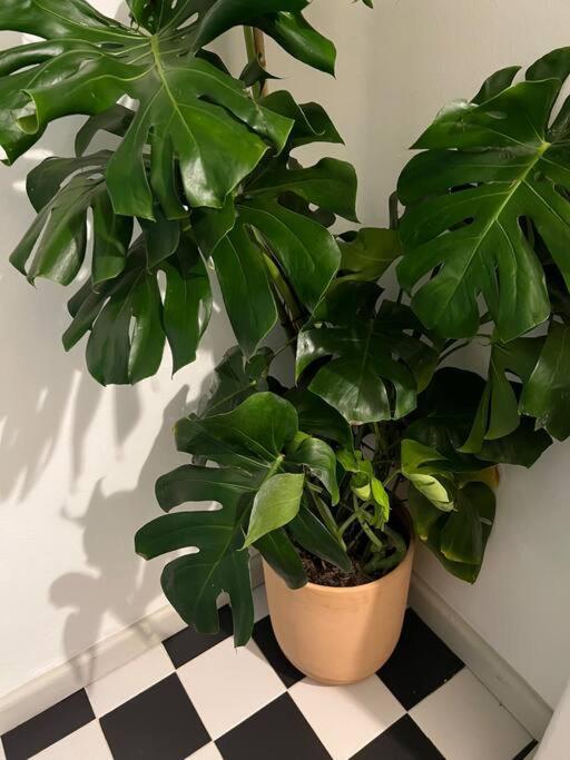 The Location In Condesa Roma With Air Conditioner Apartamento