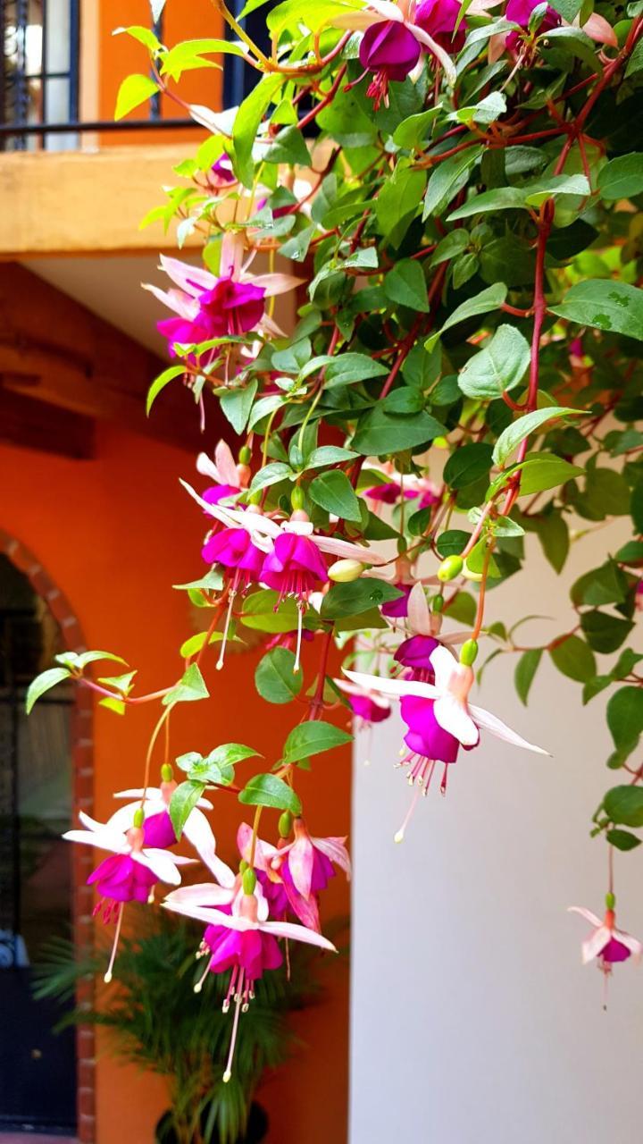 Bed & Breakfast Alfonsina