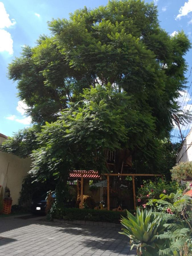 Casita Del árbol * México DF