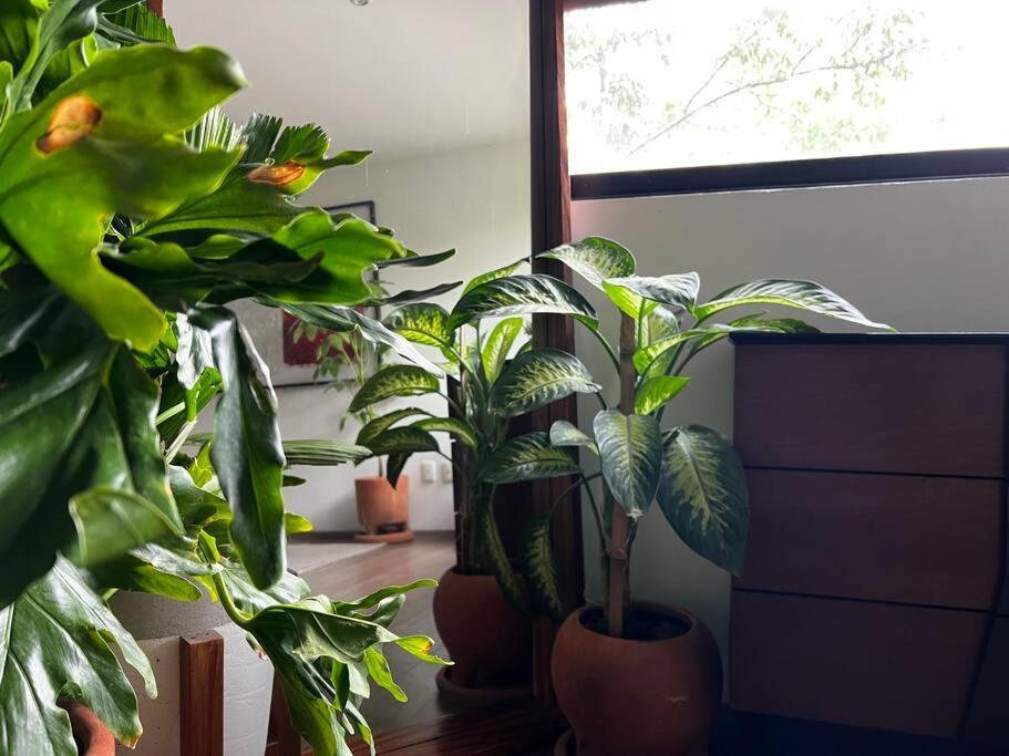 Art & Design Cdmx Apartamento *