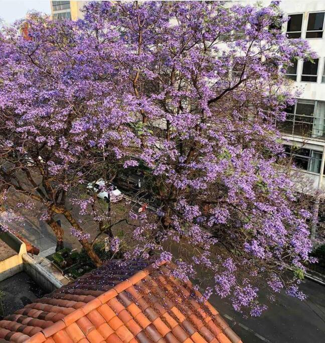 Urban Life Condesa Apartamento