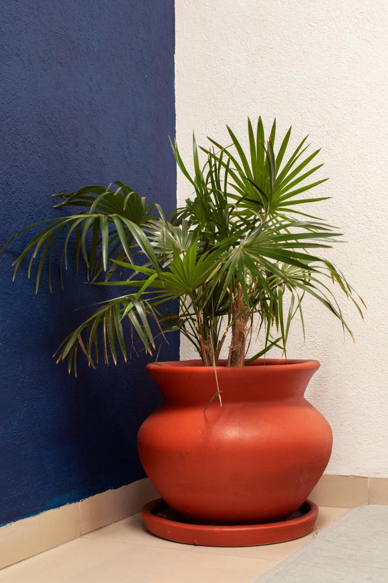 Casa Hidalgo En El Corazon De Coyoacan. Villa México DF