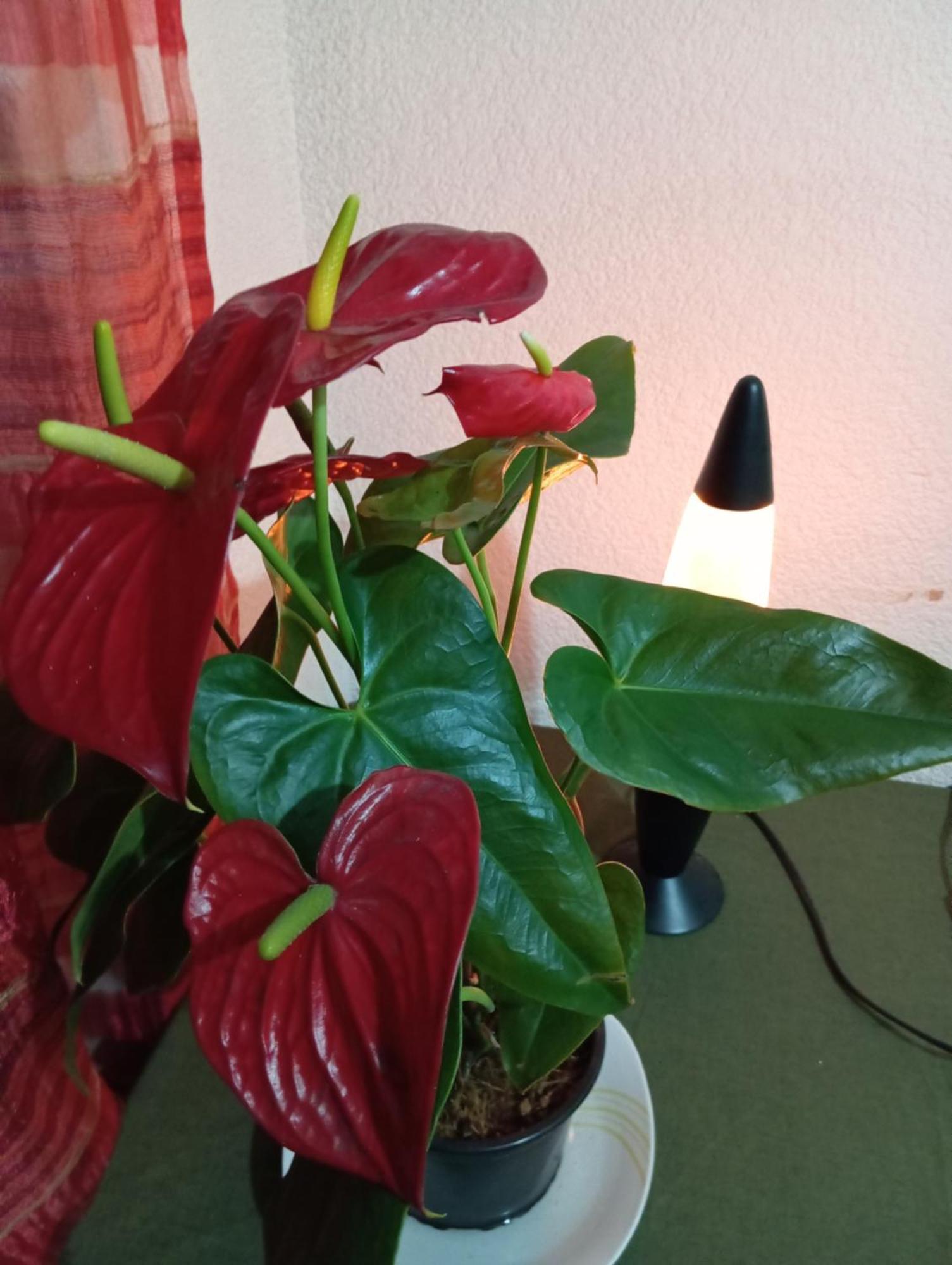 Apartamento Encantador Departamento En Cdmx *