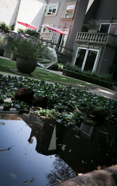Pug Seal Coyoacan