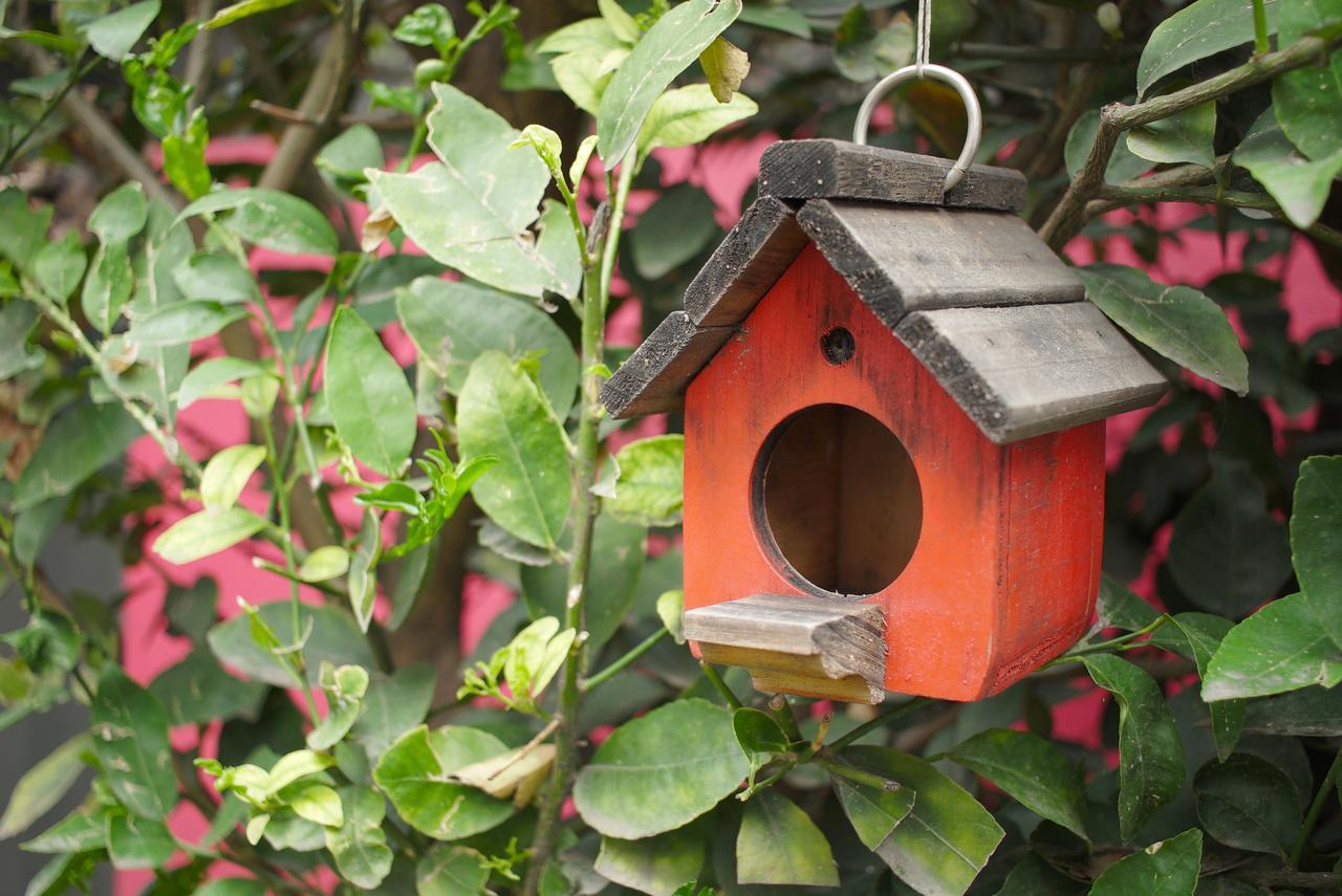 Bed & Breakfast Colibri *