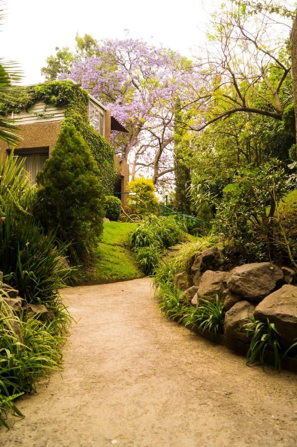 5a, Altavista, Garden House, Welcome To San Angel Mexico City