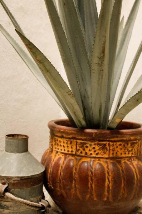 New Mex Inspired Bo-ho Chic With Private Patio And Roof Terrace * Mexico City