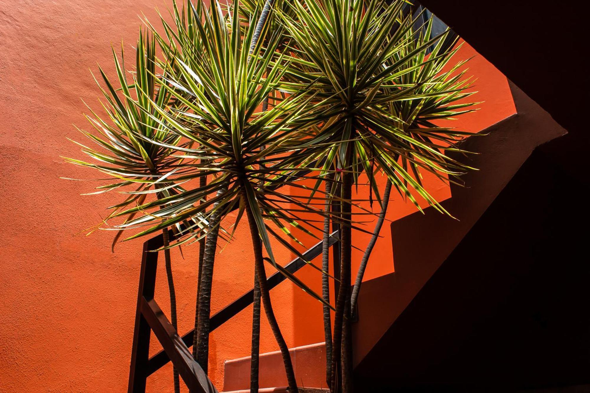 The Red Tree House Cidade do México