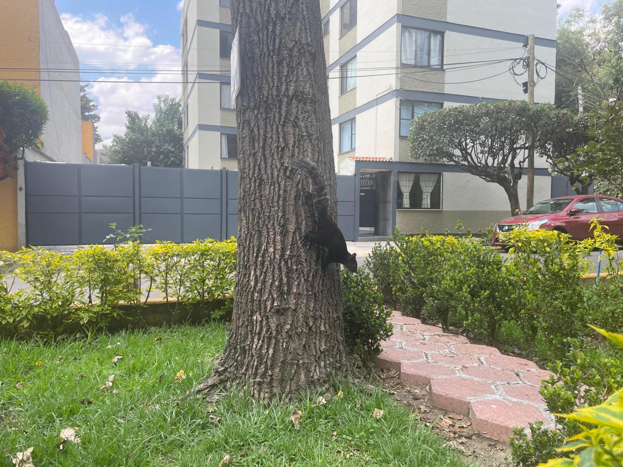 Elegant And Comfortable Near Coyoacan * México DF