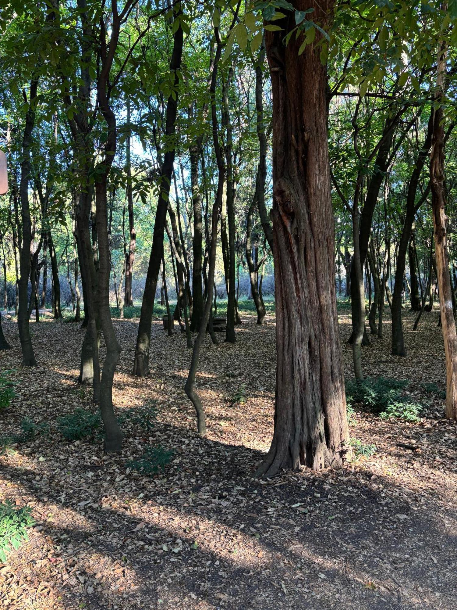 Acomodação com café da manhã  Coyoacan *
